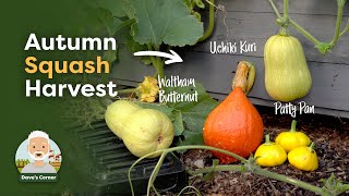 When to Harvest Uchiki Kuri Squash  Patty Pan amp Butternut [upl. by Eenttirb]