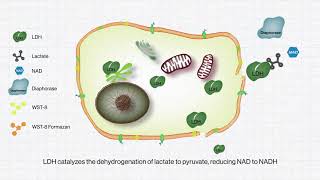 BIOMAX QuantiLDH™ Cytotoxicity Assay Kit [upl. by Ailbert956]