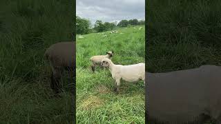 Sheep lamb baaing look at camera and chew grass intensely animal cute funny farm lamb sheep [upl. by Nevins]