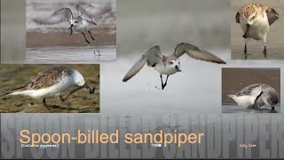 Spoon billed sandpiper HD 1080p 勺嘴鹬 ヘラシギ [upl. by Suollecram]