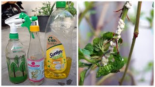 How To Make Homemade Insecticidal Soap amp Vinegar For Plant  Cara Membuat Racun Dari Sabun amp Cuka [upl. by Roosnam]