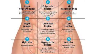 Abdominopelvic Quadrants And Regions  Abdominal Quadrants [upl. by Shererd]