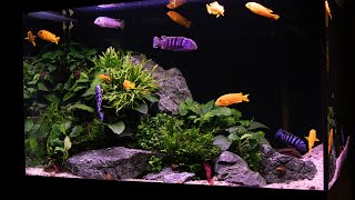 Planted Cichlid Tank  2 Years Old and overstocked [upl. by Ibby310]