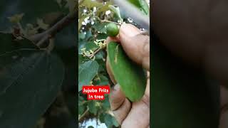 Jujuba Fruits in tree  🎄 🍓  Natural Observation on Jujuba fruits  shorts viralvideo [upl. by Dymoke]