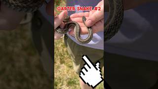 Garter Snakes Finding in the WOODS 🐍 🐍 🐍 snake wildlife shorts [upl. by Einahets]