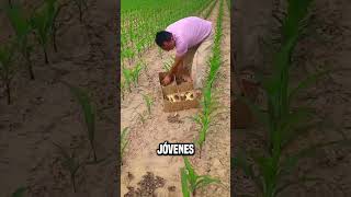 ¿Por qué los chinos dejan faisanes en los campos😮 shortsvideo [upl. by Hgielhsa138]