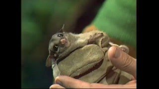 Australias Beautiful Little Sugar Glider [upl. by Enylecoj]