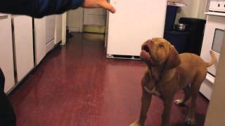 French Mastiff Puppy jumping like a Rabbit [upl. by Stacie]