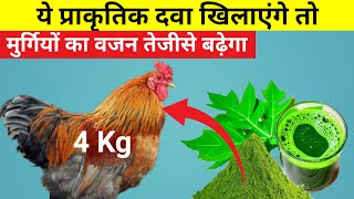 ये प्राकृतिक दवा खिलाएंगे तो मुर्गियों का वजन तेजीसे बढ़ेगाFASTEST ORGANIC DESI FATTENER SUPPLEMENT [upl. by Hankins547]