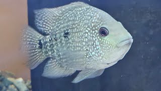 TURQ the Texas Cichlid [upl. by Anelec602]