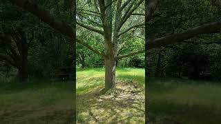 Tree and dappled shade nature essex tree [upl. by Freedman]