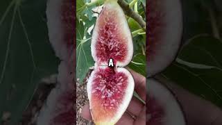 Start Eating Figs Today – The Benefits Will Blow Your Mind [upl. by Opportina]