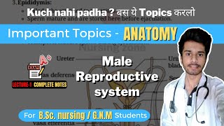 Male Reproductive System  Important topics of Anatomy and Physiology  BSc Nursing [upl. by Yee860]