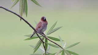 Scalybreasted Munia Preens Shakes then Flies Off [upl. by Fanny]