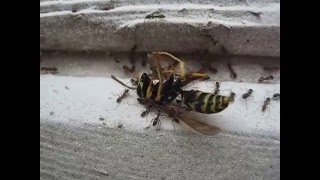 Ants attack vs wasp bee Hornet GRAPHIC VIDEO fight [upl. by Irafat]