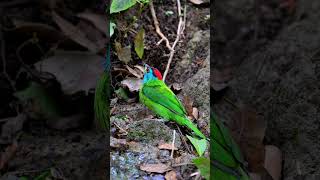 Sips of serenity Bluethroated Barbet quenches its thirst in natures calm 🔵🔵 birds viralshorts [upl. by Frazier103]