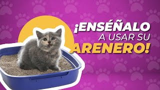 8 PASOS para ENSEÑAR a un GATO BEBE a usar el ARENERO🐈✅  Agroplay 💯 [upl. by Arihsa347]