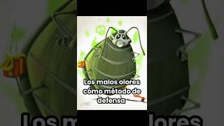 Mal olor como defensa insectos defensas sobrevivencia malosolores fyp shorts biólogo [upl. by Nhguav846]