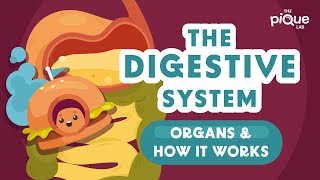 The Digestive System Organs And How It Works  Primary School Science Animation [upl. by Hein]