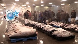 Hawaii Highlights Honolulu Fish Auction [upl. by Vidda]