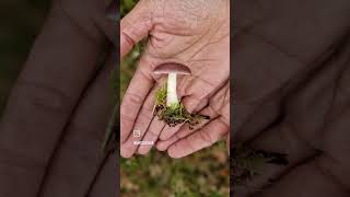 🍄Happy UK Fungus Day🍄 mushroom fungi fungus forage ukfungusday fungusday mycology foraging [upl. by Stieglitz]