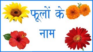 फूलों के नाम हिंदी और अंग्रेजी में जाने  Flower Names in Hindi  Flower Pictures  Flowers Names [upl. by Eikin912]