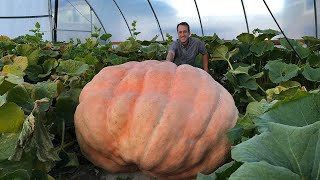 How to Grow a Giant Pumpkin Secrets to Growing 1000 Pound Pumpkins [upl. by Cindi]