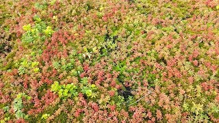 Dachbegrünung günstig selber machen einfach mit Blumenerde [upl. by Aisatsan]