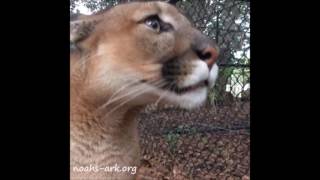 Turn on your volume to hear Nicholas cougar Chirps  Noahs Ark Animal Sanctuary [upl. by Aicnetroh816]