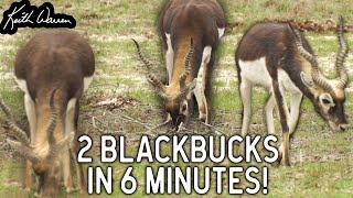 Husband amp Wife Blackbuck Hunt [upl. by Giorgi781]