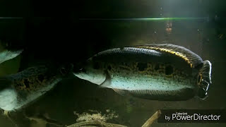 Ocellated Snakehead  XXL [upl. by Blaze680]