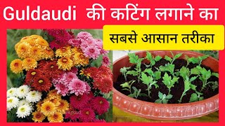 Guldaudi कैसे उगाएHow to grow Guldaudi from cutting। [upl. by Brenna26]