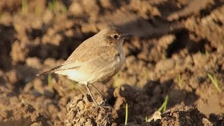 Isabelline Wheatear [upl. by Atiugal]