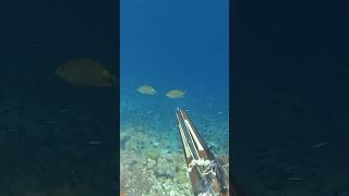 MENOMBAK IKAN BARONANGRABBIT FISH fishing spearfishing fish spearfishingindonesia [upl. by Mimi567]