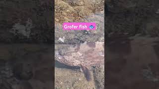 Grofer fish 🐟livebed fishing 🎣ambaua IslandMalad Mumbai [upl. by Meraree324]