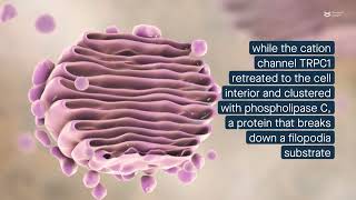 Filopodia respond to SOCE through a mechanism involving STIM1 Orai and TRPC1 [upl. by Laughry854]