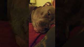 sleepy bluenose pitbull lullaby 2 [upl. by Arfihs42]