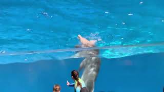 Dolphins Show at Georgia Aquarium USA usateluguvlogs viral goviral [upl. by Nadean]