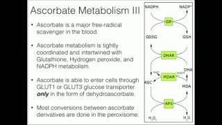 Vitamin C Metabolism and Function [upl. by Welsh782]