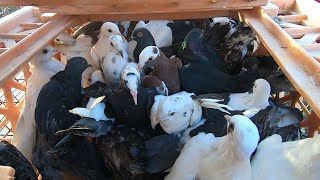 I Bought over 100 Pigeons at an Auction Great Deals [upl. by Hege]