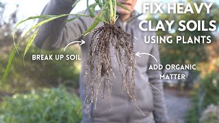 Fix Heavy Clay Garden Soil Using Plants EASY LOWWORK [upl. by Lolita]