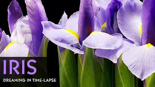 Purple Iris Flowers Blooming  Daily Timelapse Clip [upl. by Duarte705]