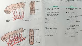 Jejunum and ileum  Differences  med tutorials [upl. by Innavoj]