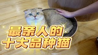 最亲人的十大品种猫，第一名居然是它？？ [upl. by Leverick]