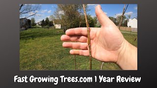 Fast Growing TreesCom 1 Year Review  Hybrid Poplar Trees [upl. by Ciredor984]