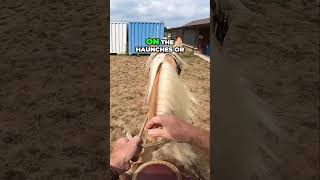 Mastering Horse Leg Cues for Better Riding Skills [upl. by Desmond]