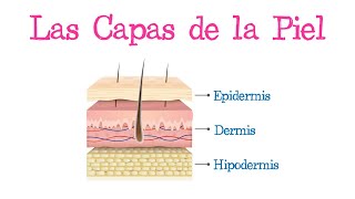 👋 Las Capas de la Piel 👋 Fácil y Rápido  BIOLOGÍA [upl. by Oneladgam]