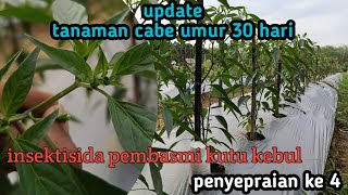 virusinsektisida pembasmi kutu kebulprnyepraim ke 4 [upl. by Toll]