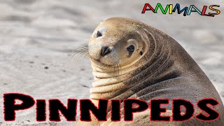 Animals video  Pinnipeds  facts about animals  general knowledge video [upl. by Elatnahc746]