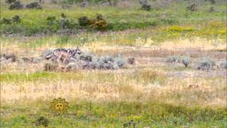 Gray wolves of Yellowstone National Park [upl. by Accalia]